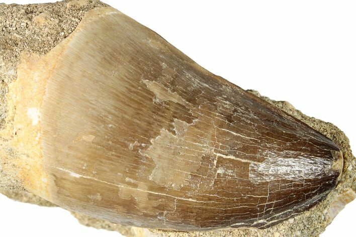 Fossil Mosasaur (Prognathodon) Tooth - Morocco #270570